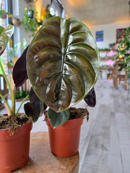 Alocasia Cuprea Red Secret