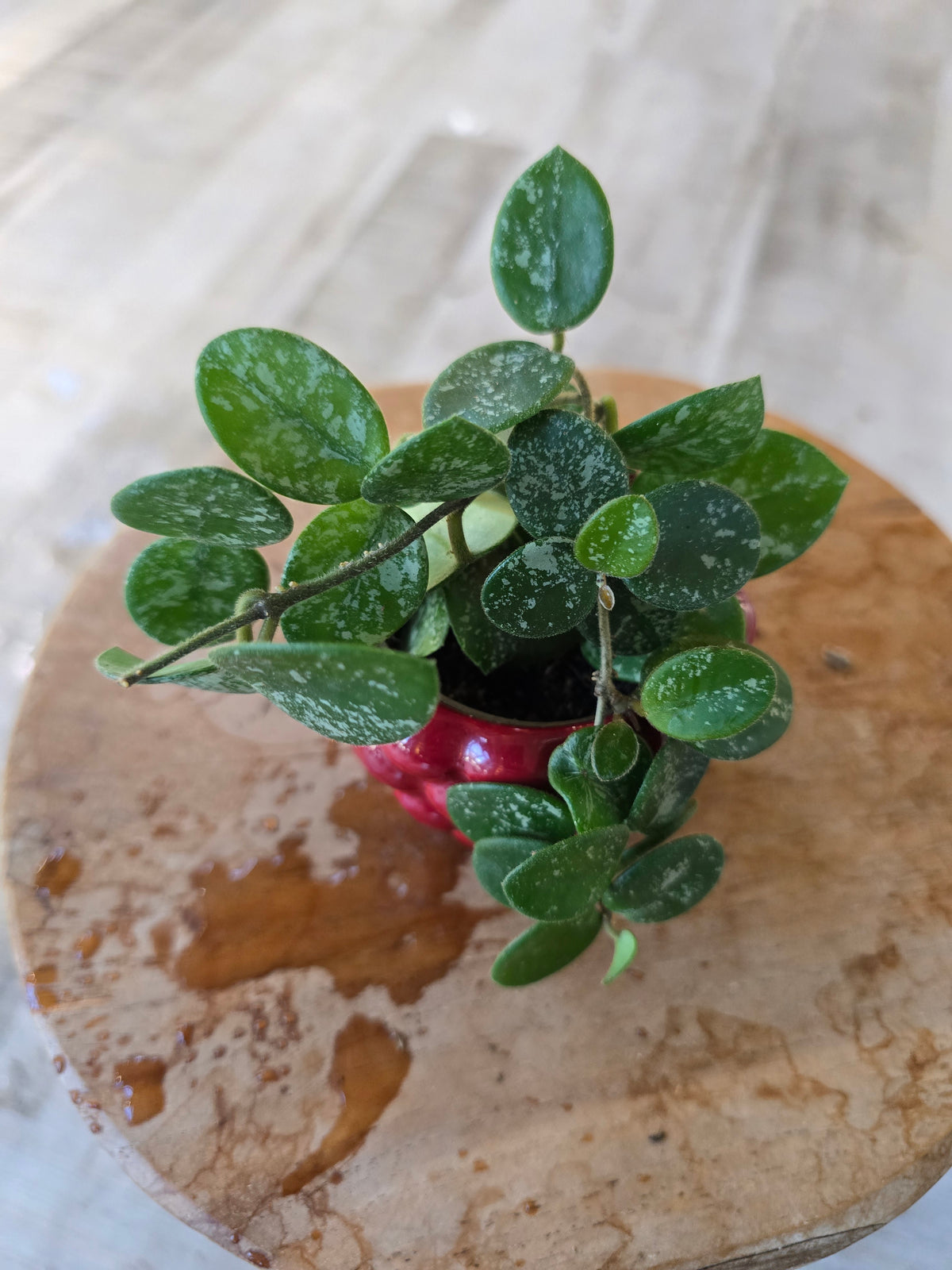 Hoya 'Mathilde Splash' 'S'