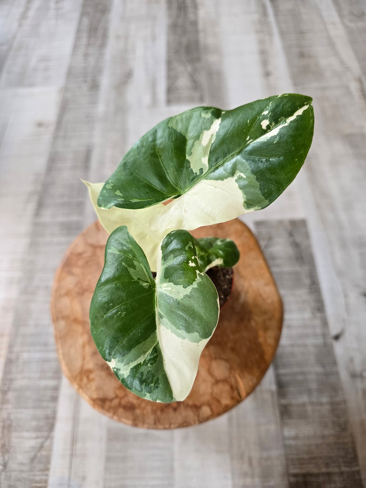 Alocasia Macrorrhiza albo variegata