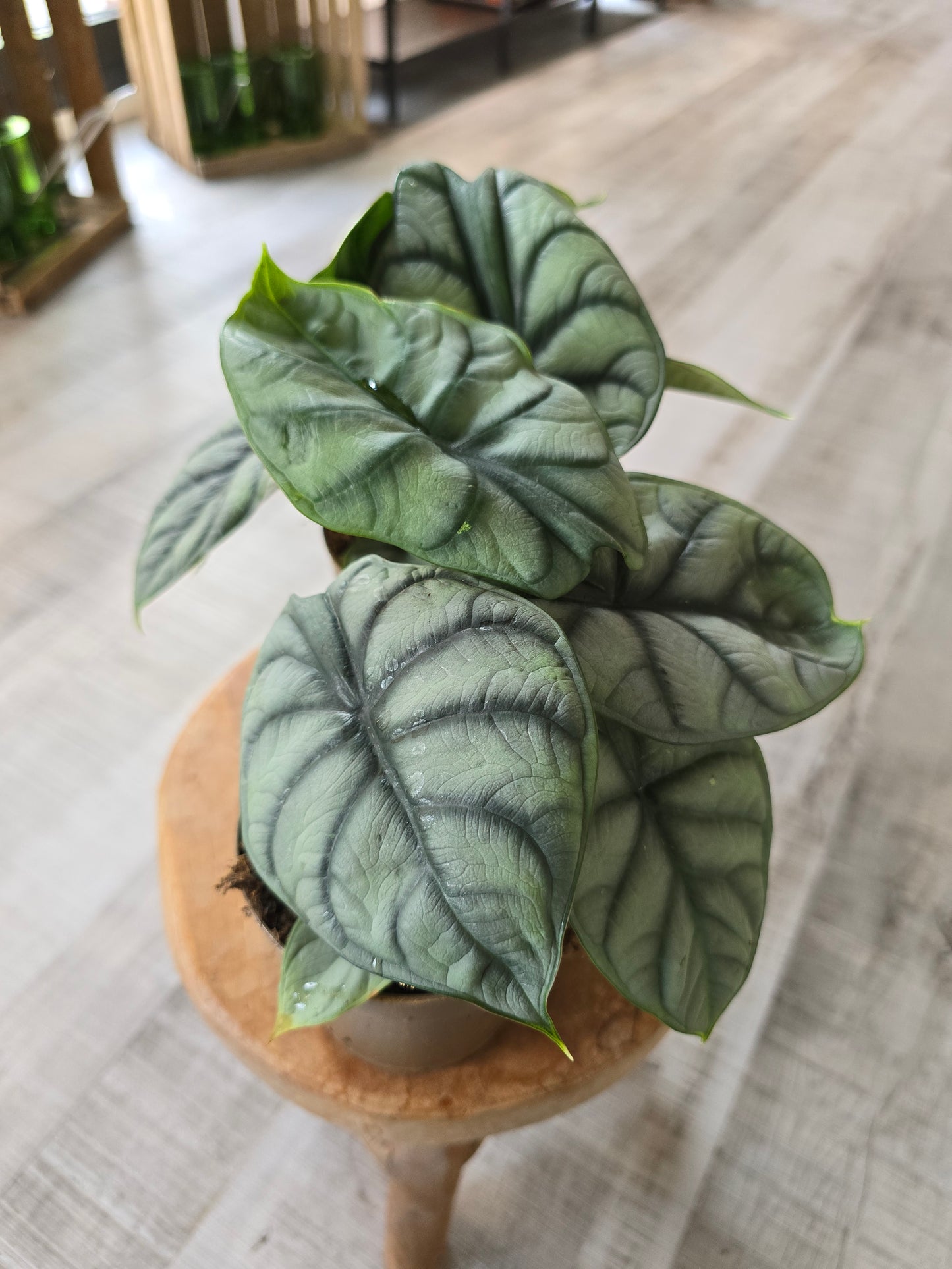 Alocasia 'Silver Dragon'