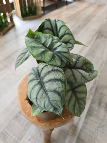Alocasia 'Silver Dragon'