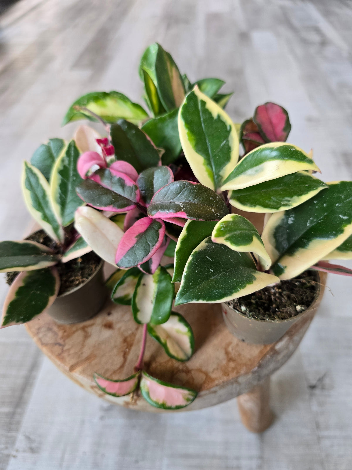 Hoya carnosa 'Flamingo Dream' 'S'