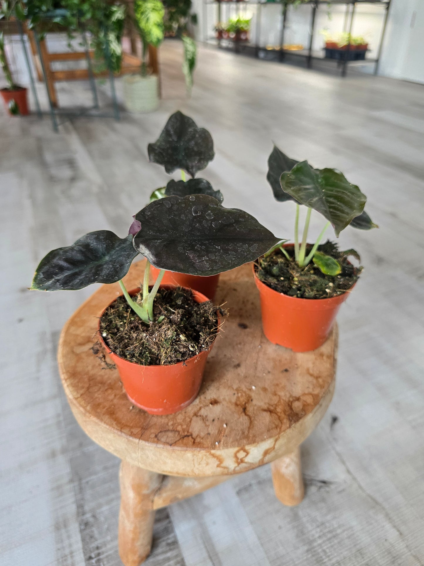 Alocasia infernalis 'Black Magic'