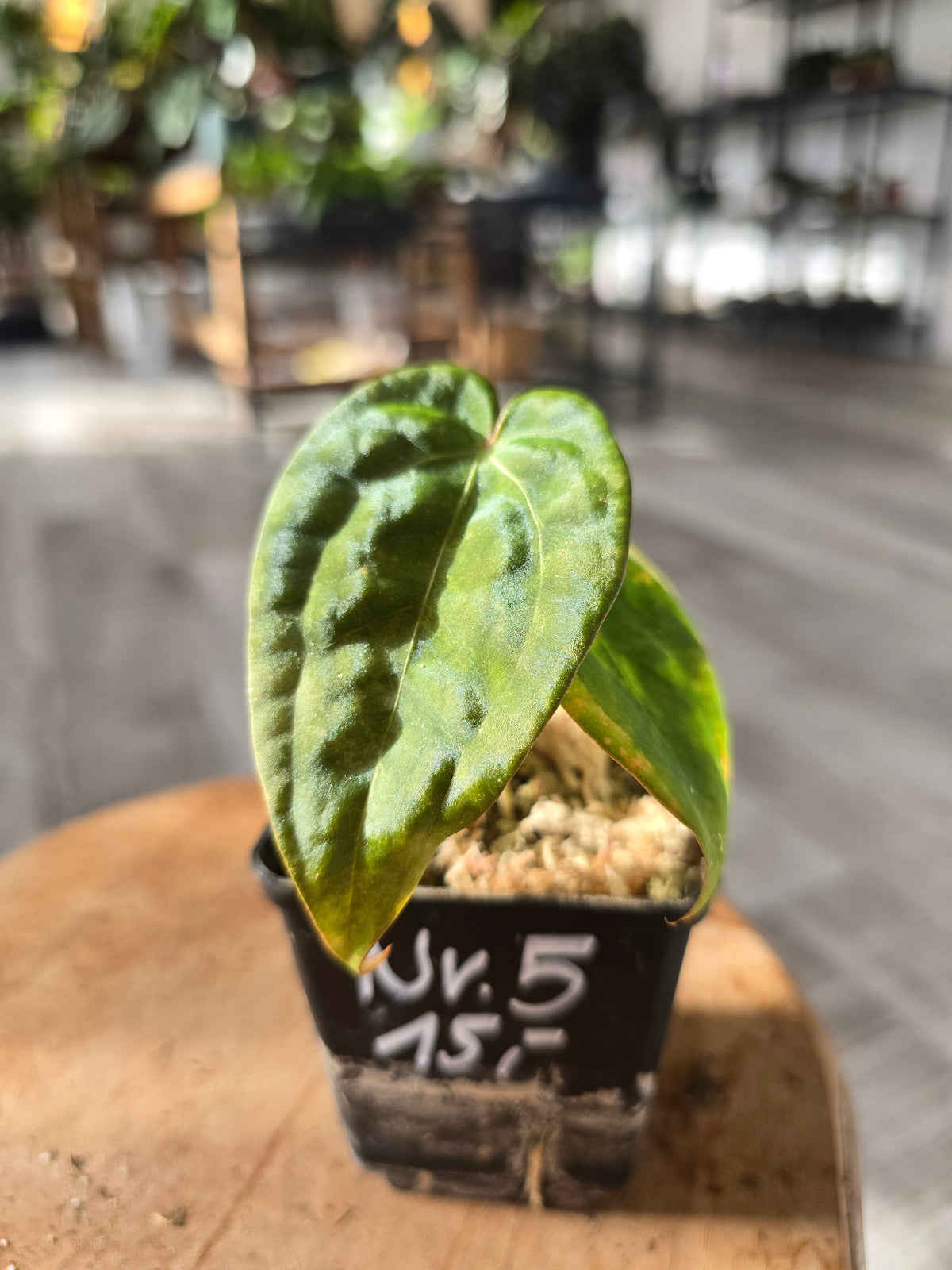Anthurium Papillilaminum x Silver Blush Mint (LS 5)