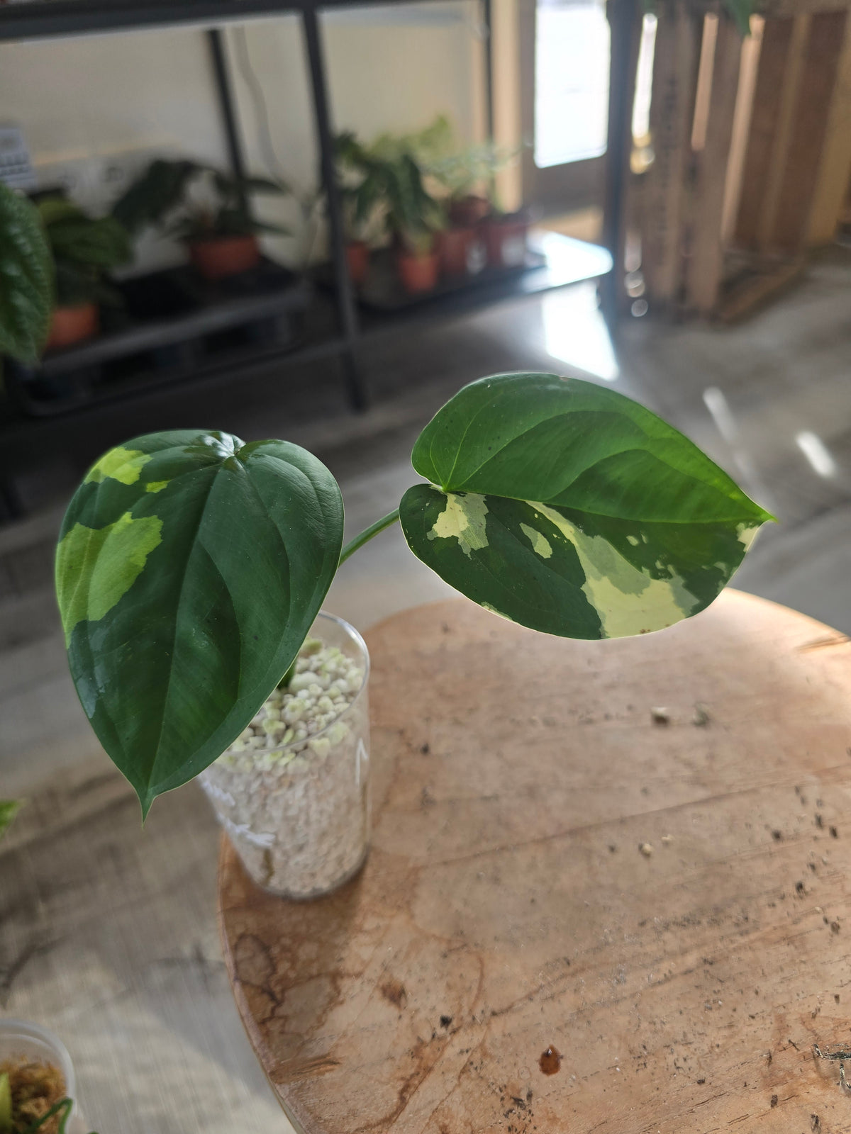 Syngonium Chiapense variegata (LS 11)
