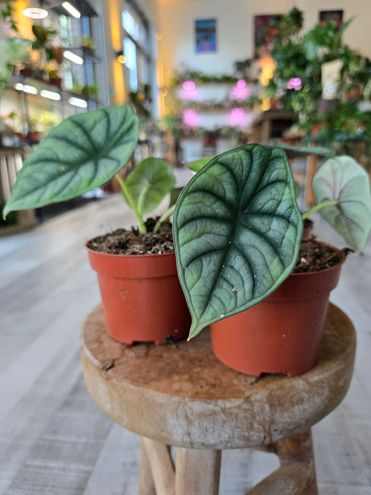 Alocasia nebula