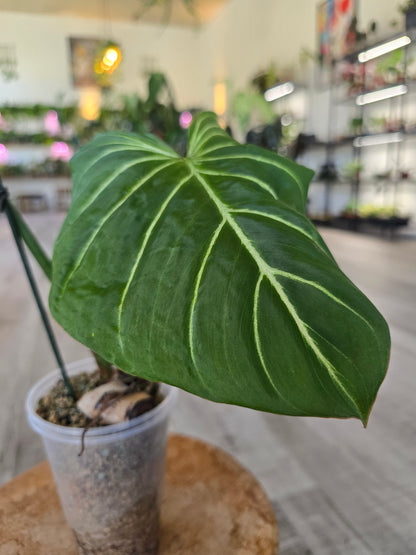 Philodendron Gloriosum Verde (JP)
