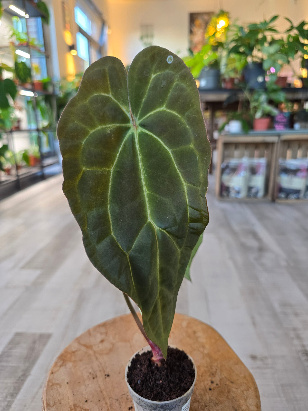 Anthurium Ace of Spades Dark Form × papillilaminum