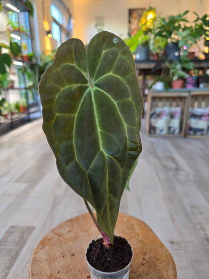 Anthurium Ace of Spades Dark Form × papillilaminum