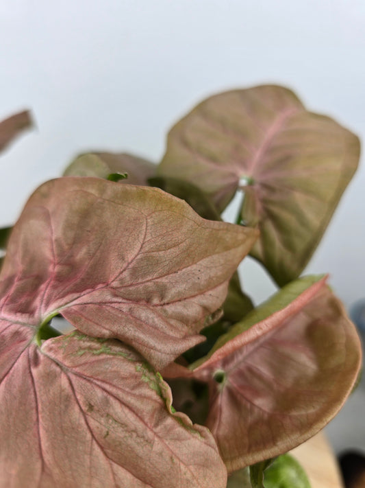 Syngonium Podophyllum 'Neon'