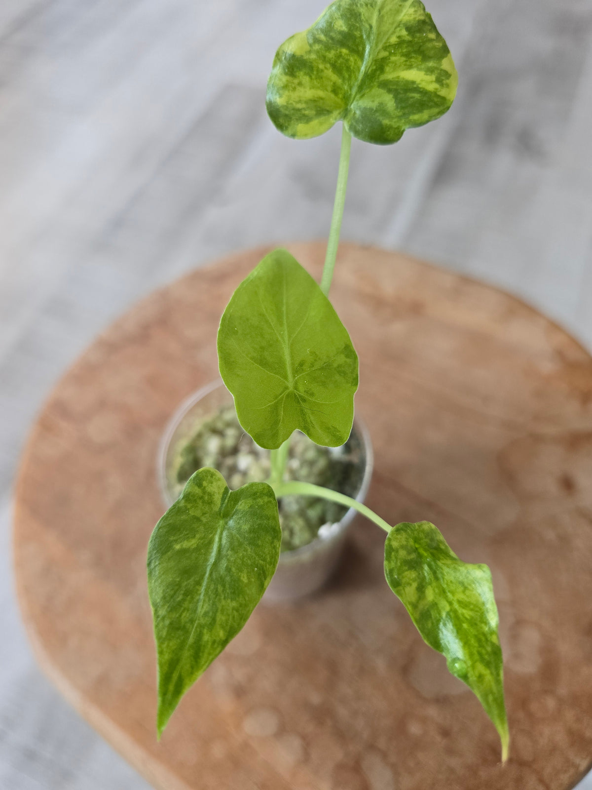 Alocasia Macrorrhiza aurea variegata (JP)