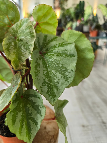 Begonia 'Temuyuk Silver'