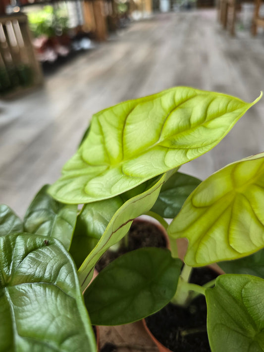 Alocasia 'Dragon gold'