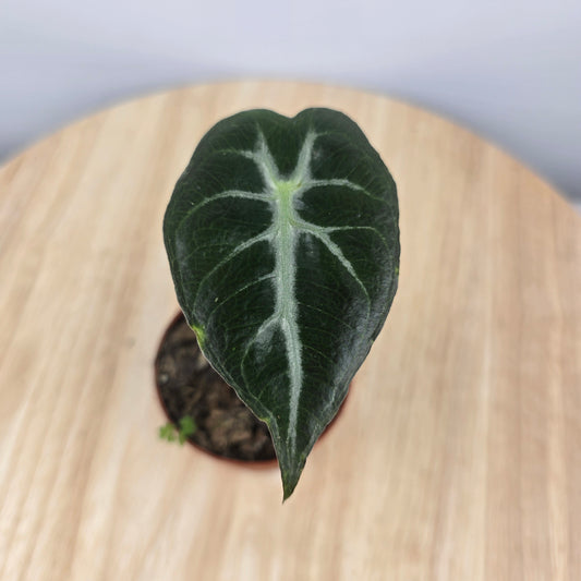 Alocasia Mandalay (JP)