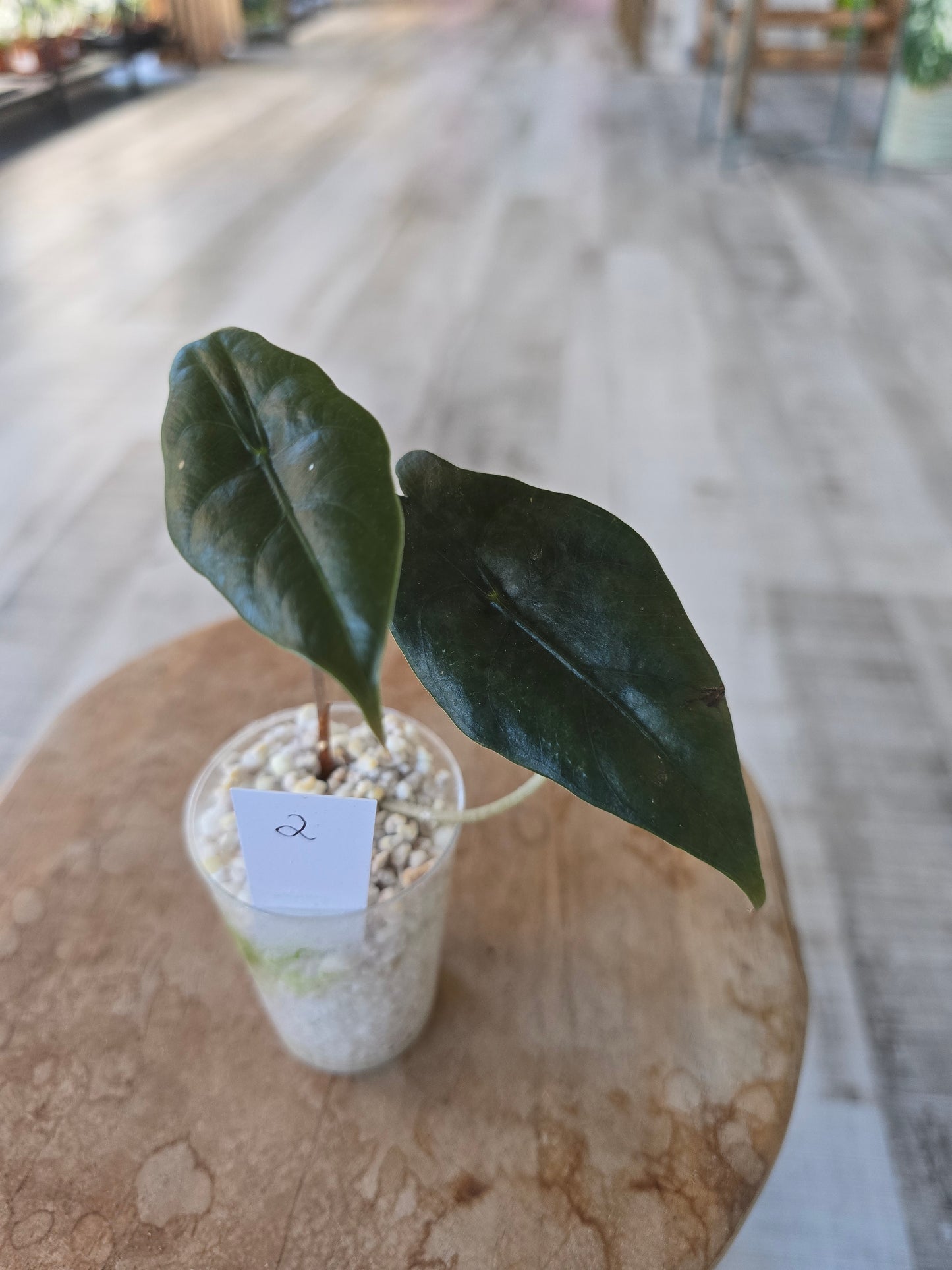 Alocasia chantrieri (JP)