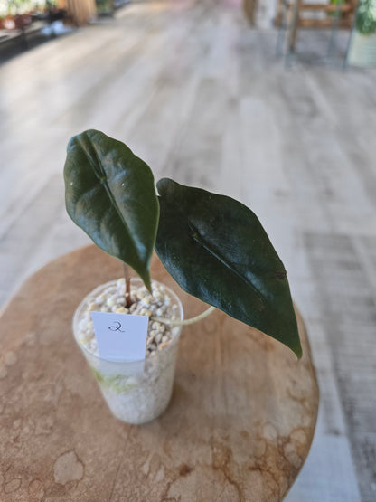 Alocasia chantrieri (JP)