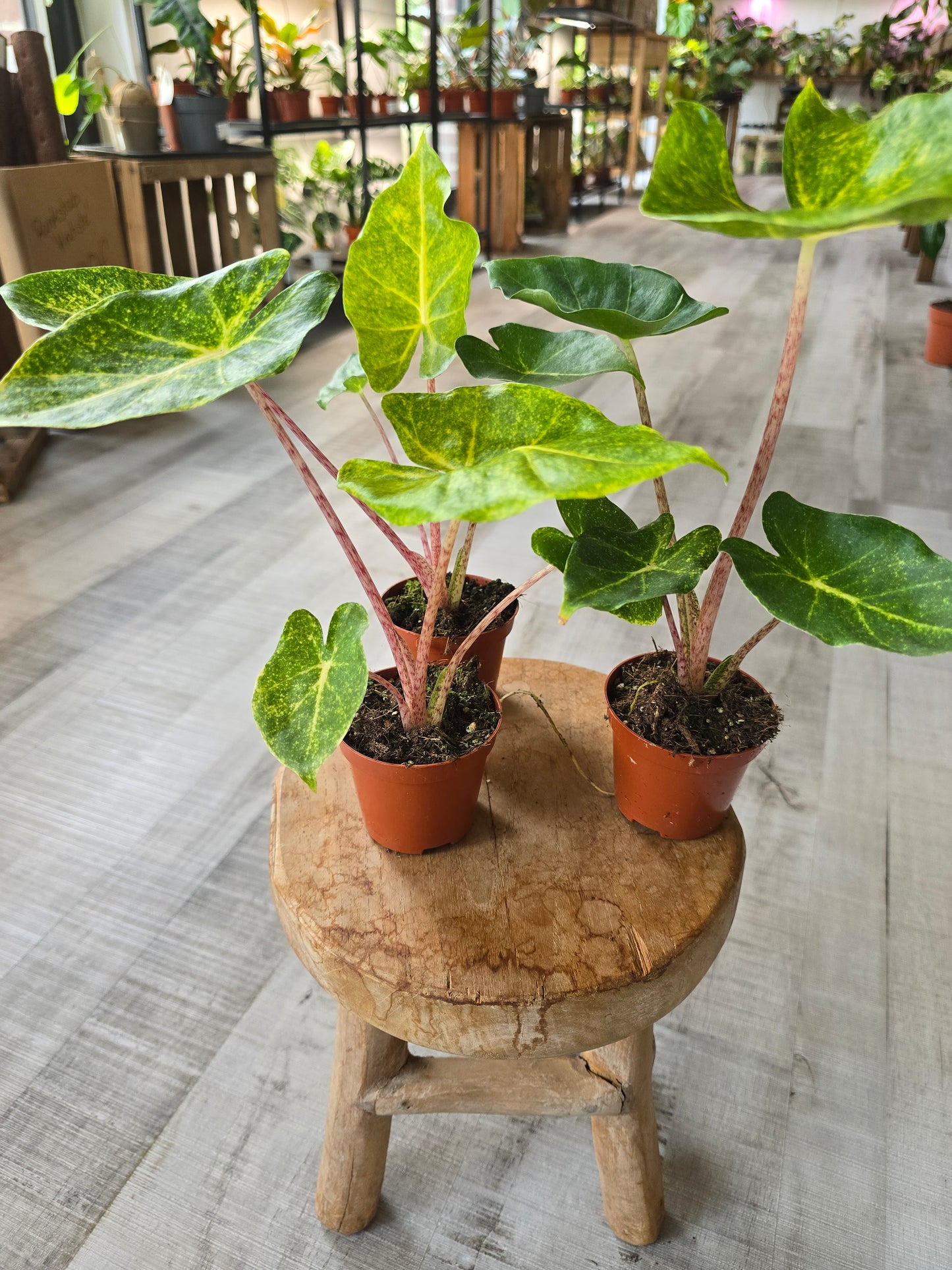 Alocasia New Guinea Gold