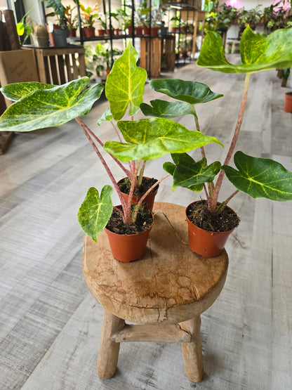 Alocasia New Guinea Gold