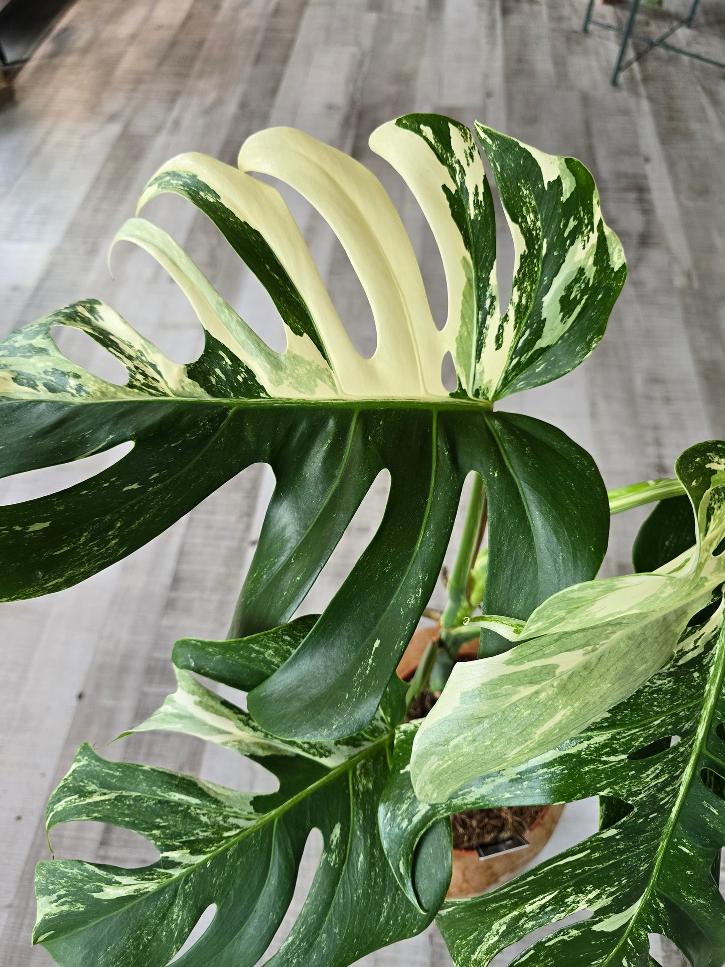 Monstera deliciosa variegata