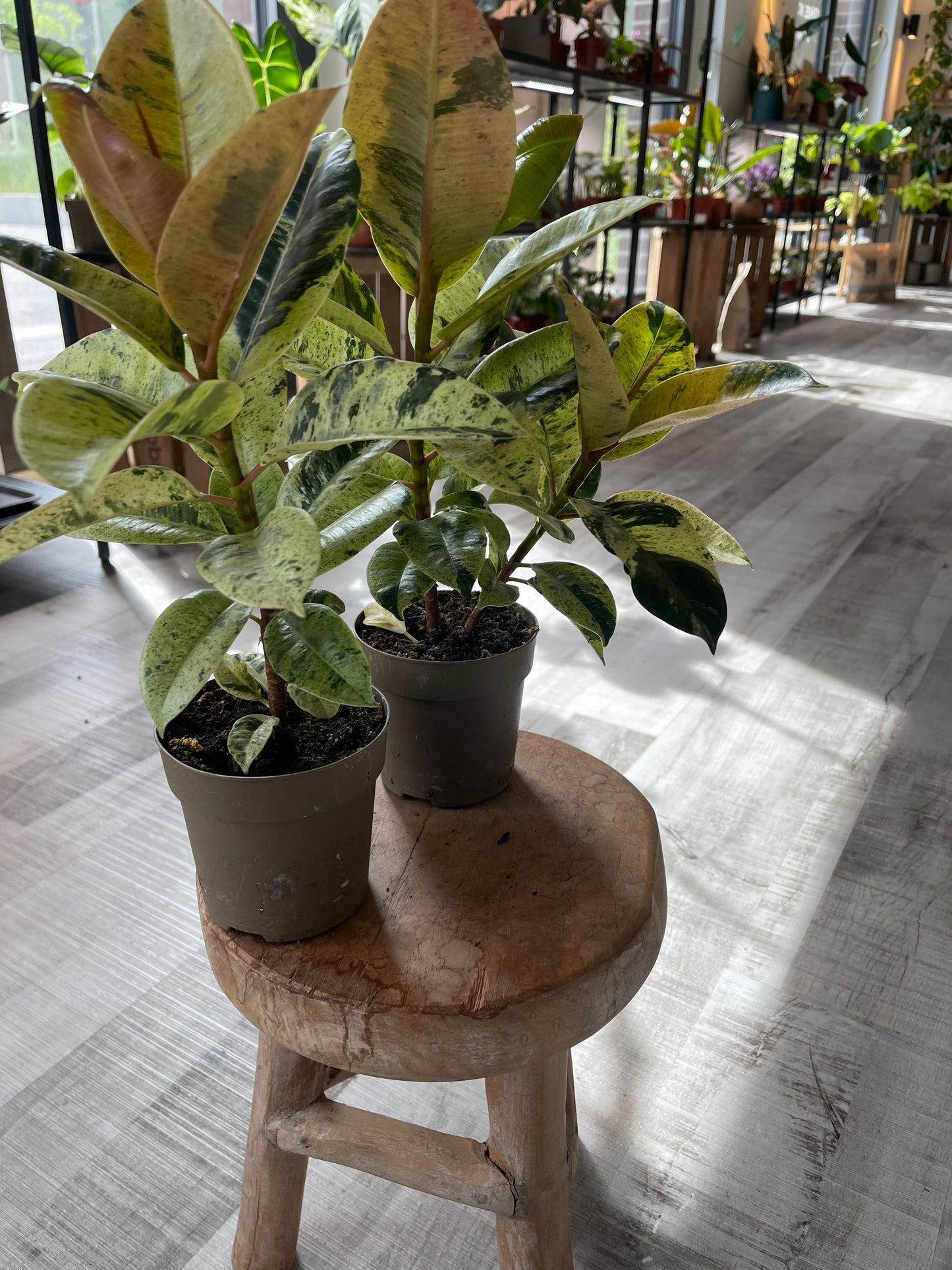 Ficus Shivereana Moonshine