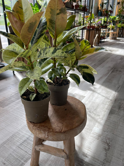Ficus Shivereana Moonshine