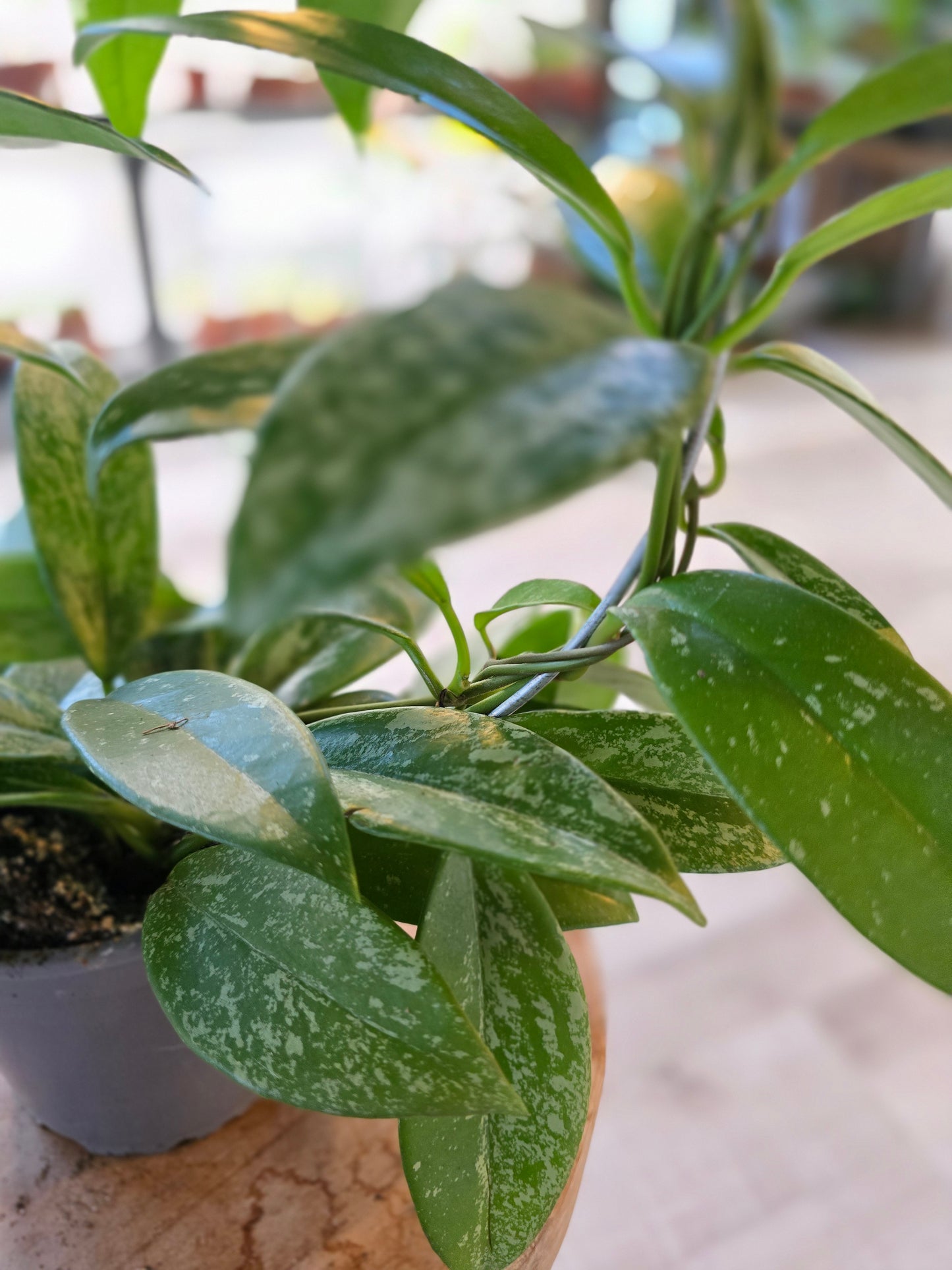 Hoya pubicalyx 'Silver Splash'