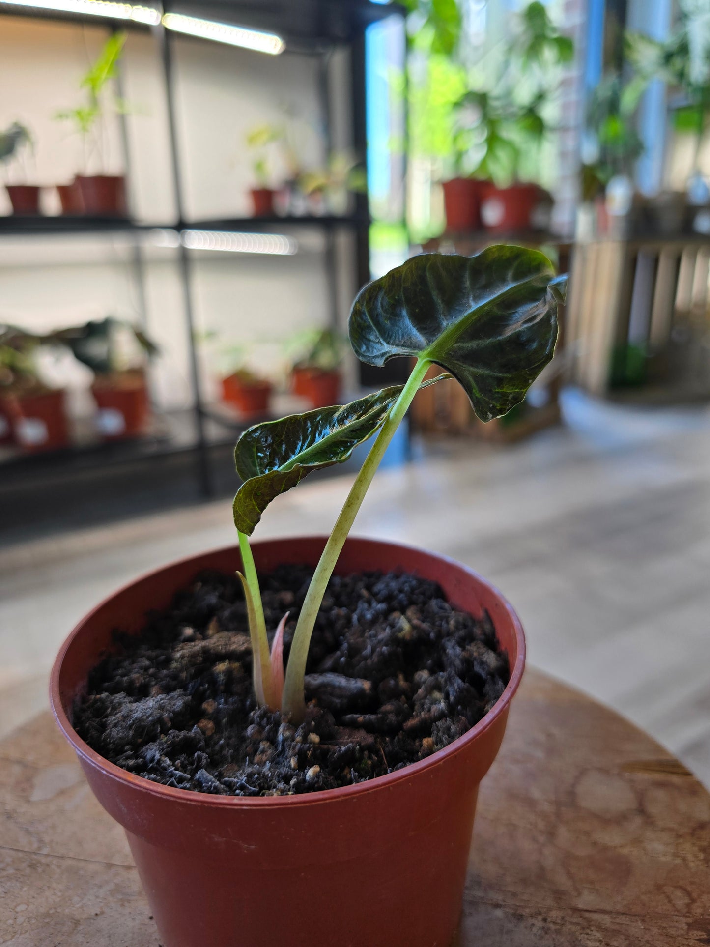 Alocasia Loco (JP)