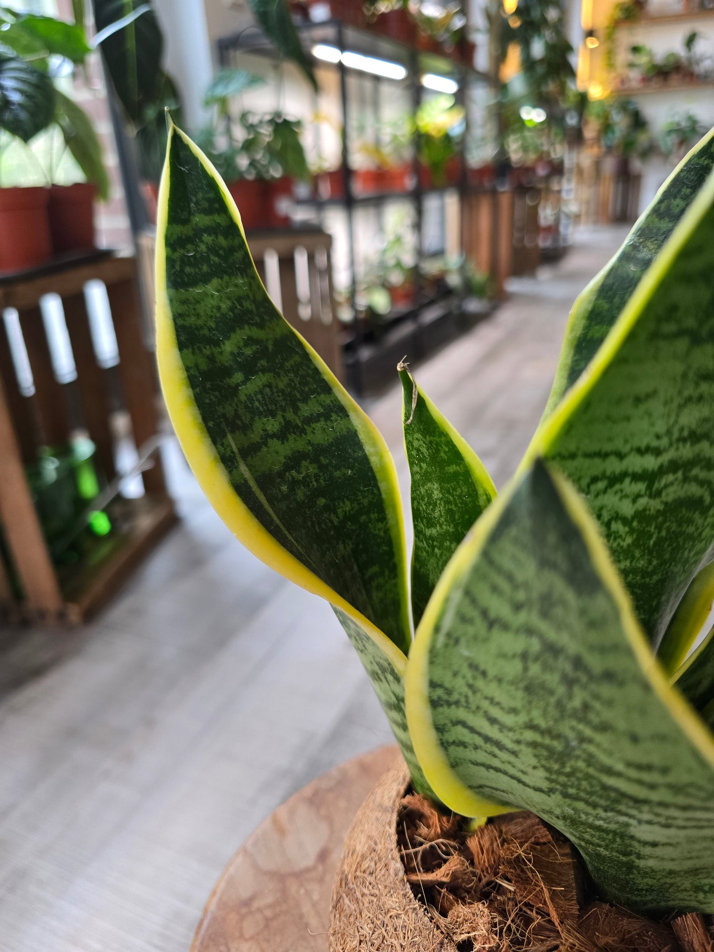 Sansevieria trifasciata