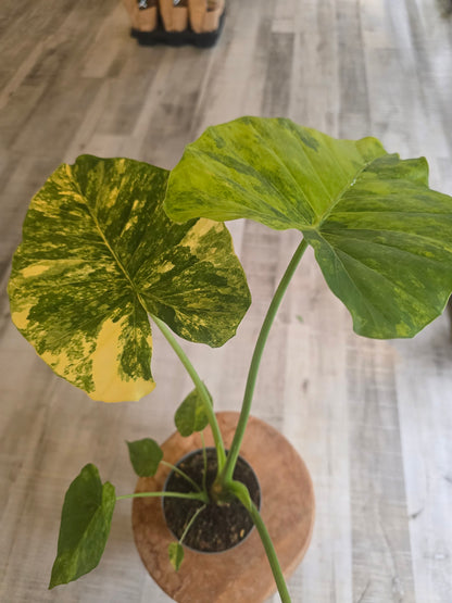 Alocasia macrorrhiza 'Aurea Variegata'