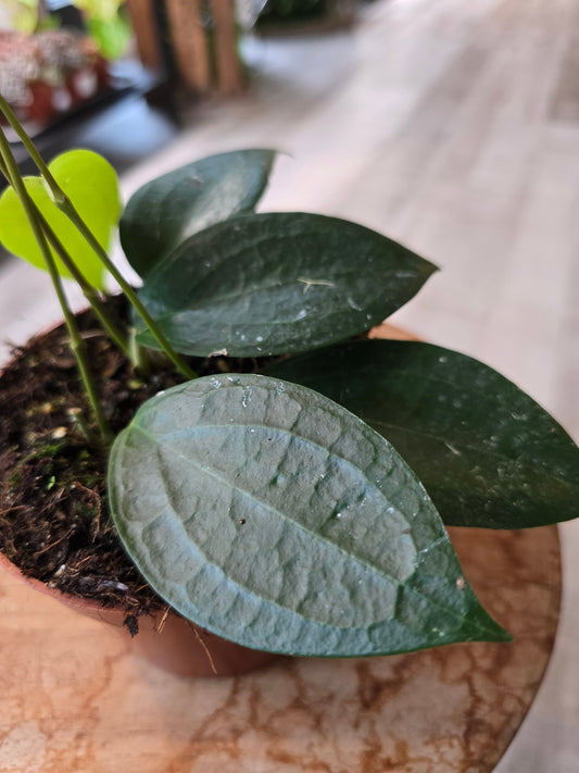 Hoya sp Timor