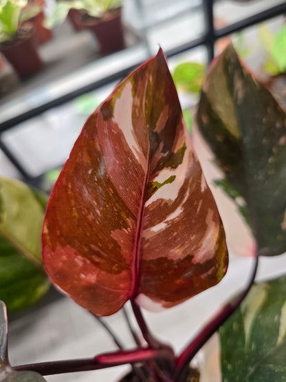 Philodendron Red Anderson Pink