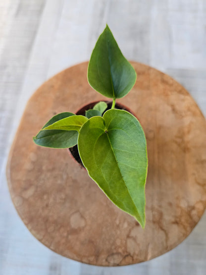 Anthurium Brownii