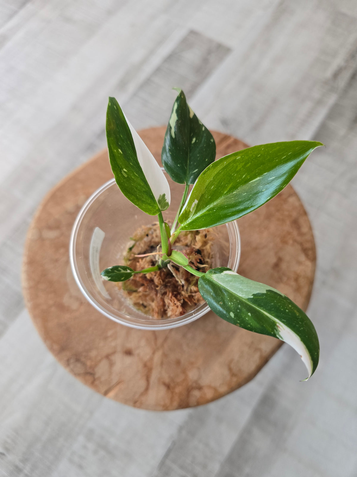 Philodendron White Princess (JP)