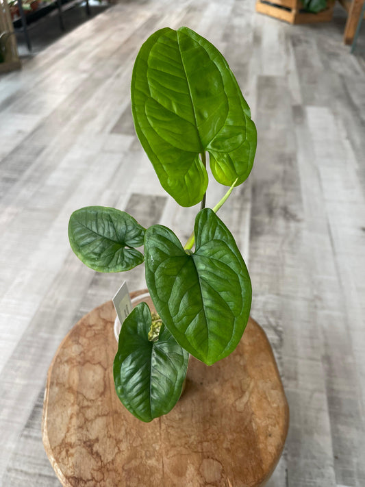 Syngonium sp. Costa Rica (JP)