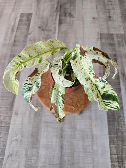 Rhaphidophora puberula variegata (SC2)