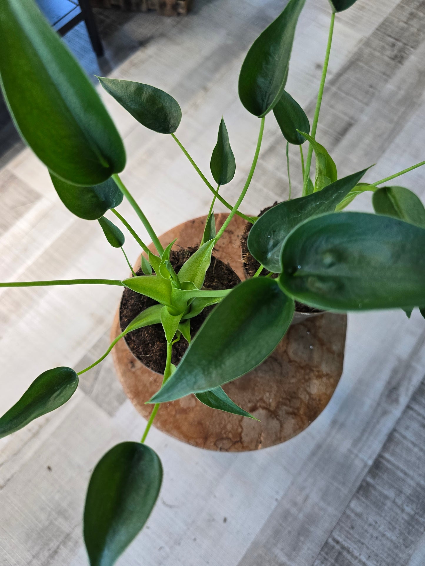 Alocasia Tiny Dancer