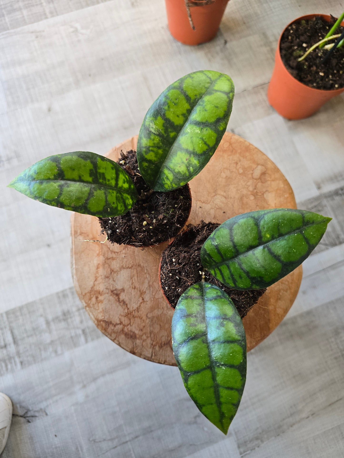 Hoya callistophylla 'Black Cat'