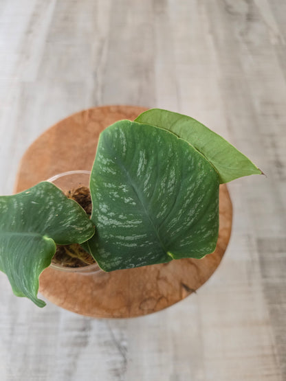 Monstera dubia (RC)