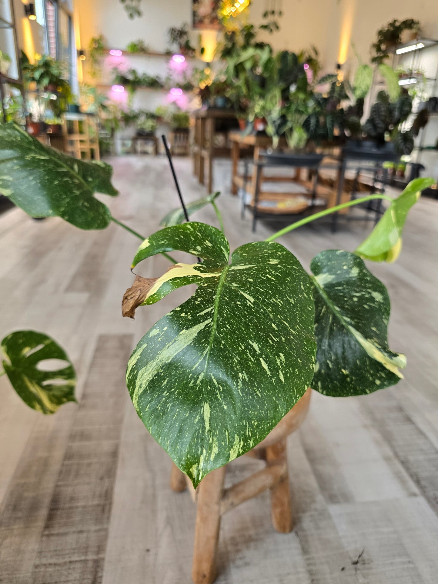 Monstera Thai Constellation (SC)