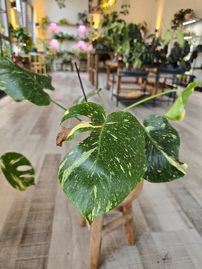 Monstera Thai Constellation (SC)