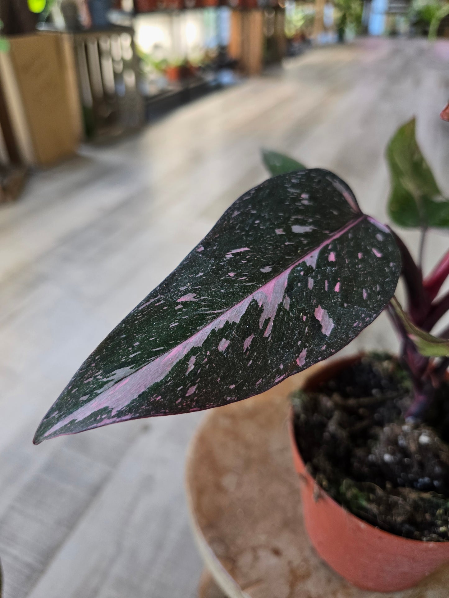 Philodendron Pink Princess Marble