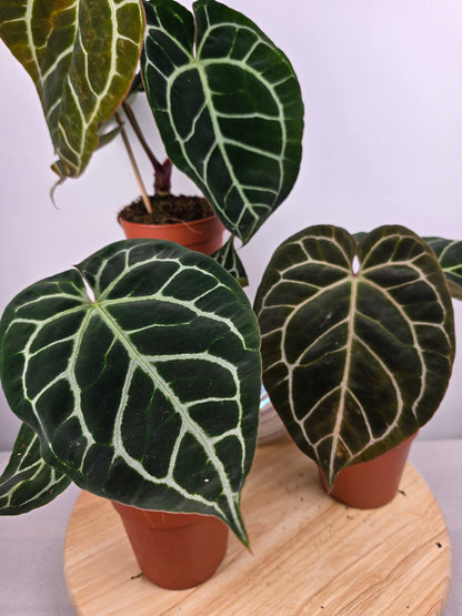 Anthurium Crystallinum