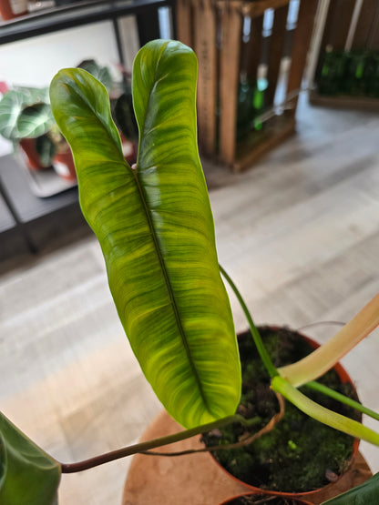 Philodendron Felix