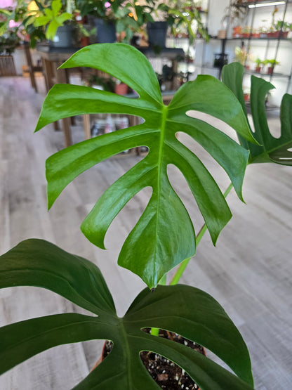 Monstera deliciosa 'Sierrana'