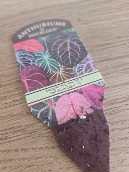 Anthurium Michelle Hot Pink 23 x Red Velvet Cake 24 by DocBlock