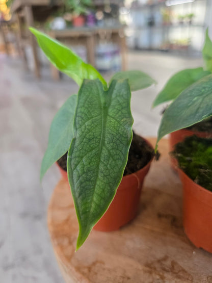 Alocasia 'Sulawesi Green Carpet'