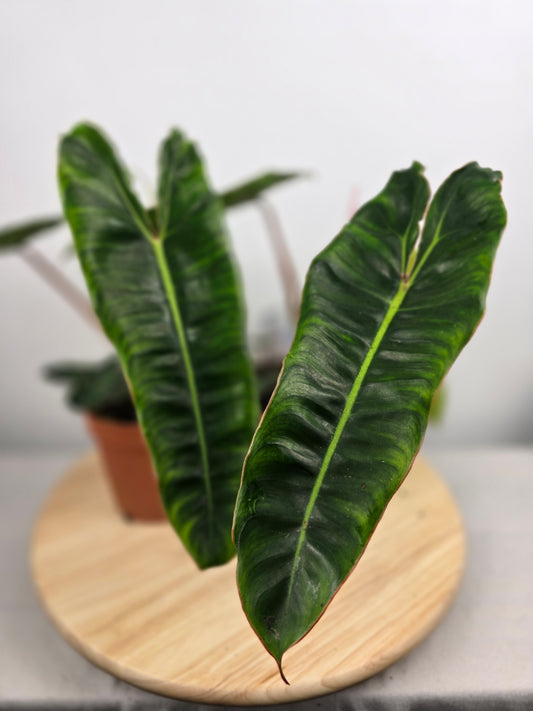Philodendron billietiae