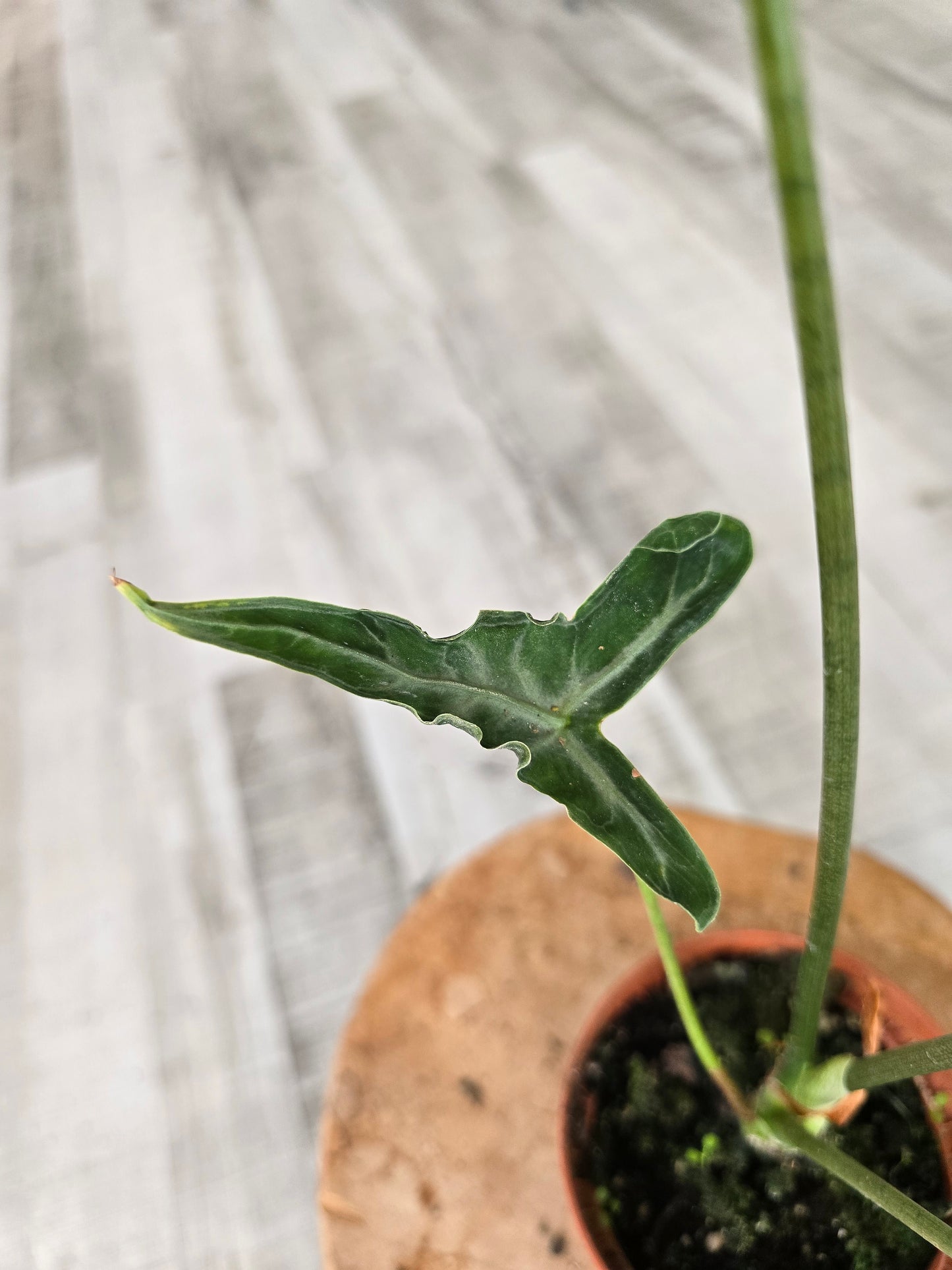 Alocasia Teletubbies