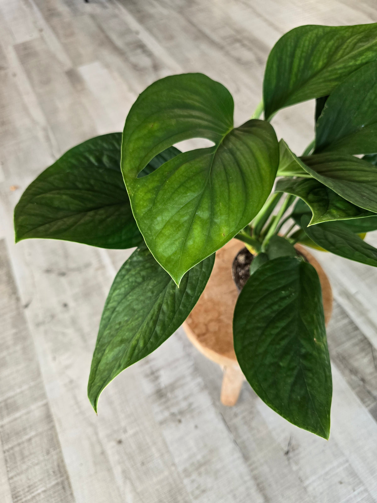 Monstera pinnatipartita