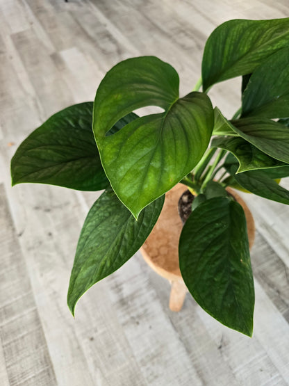 Monstera pinnatipartita